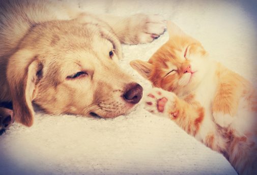 What’s the best pet for your health?