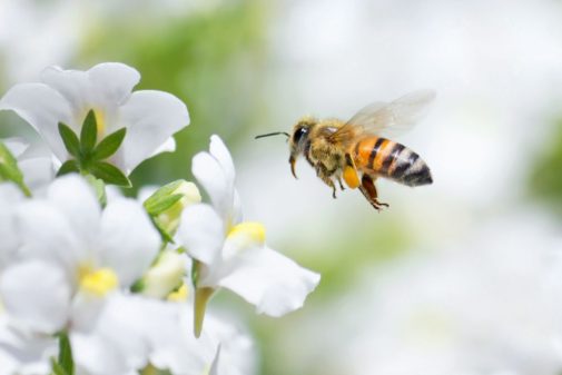 Bee prepared to deal with spring and summer stings